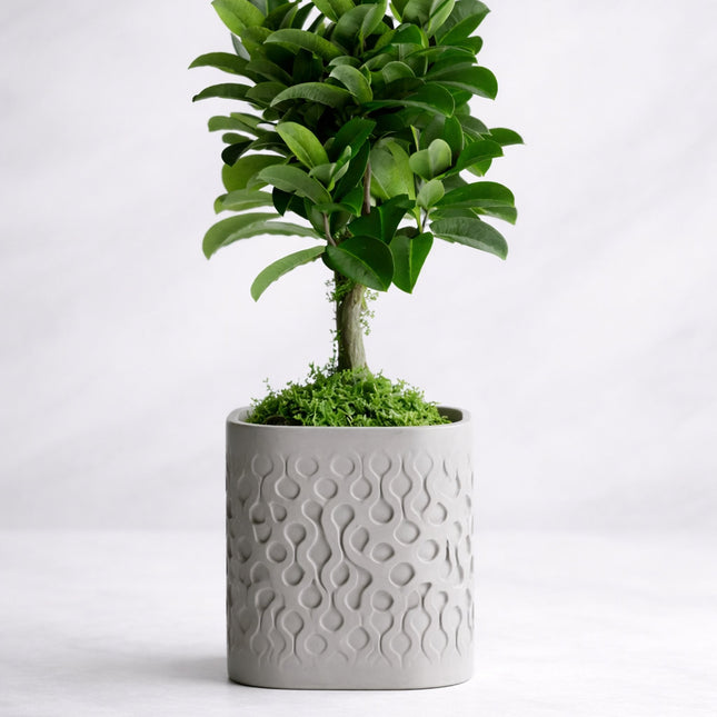 Mirava | ghiveci decorativ cu textură fluidă